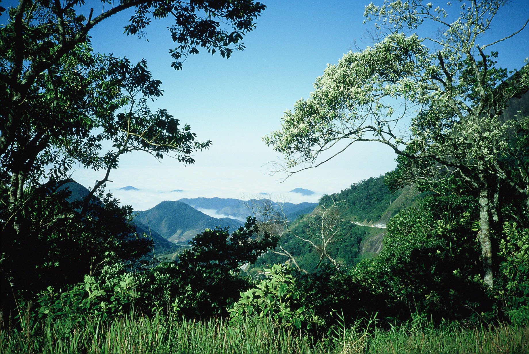 Imagem de referência de Parque Nacional da Serra da Bocaina, descrito nos dados abertos como parque Nacional da Serra da Bocaina de nível Federal, localizado (a) em Angra dos Reis (RJ), Parati (RJ), Areias (SP), Cunha (SP), São José do Barreiro (SP), Ubatuba (SP)