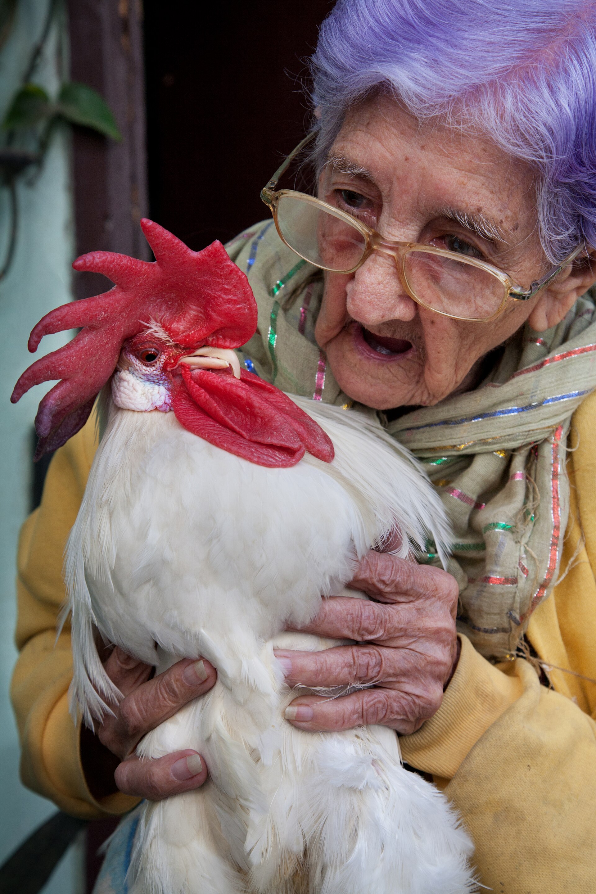 Imagem de referência relacionada a The Cock, item descrito como registro de referência sobre The Cock, organizado a partir de dados estruturados abertos