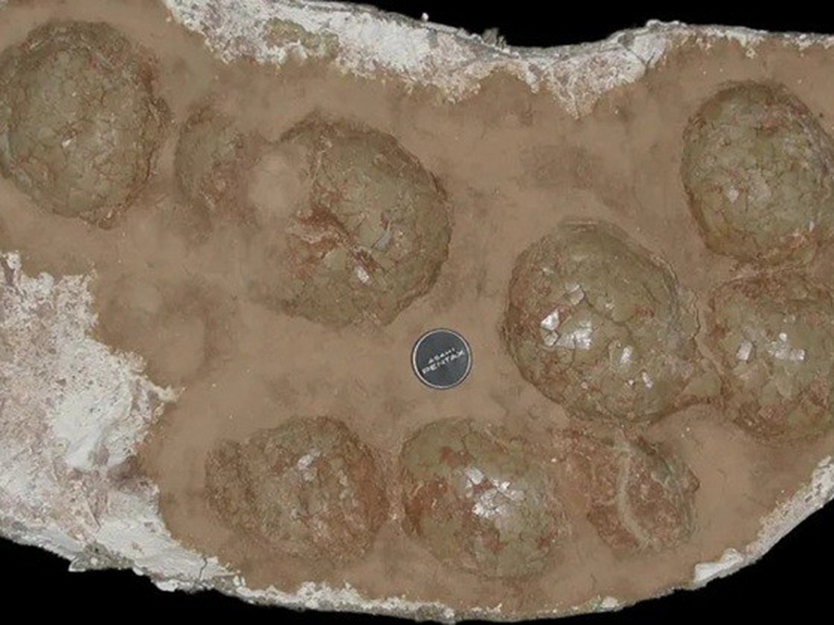 255 fragmentos de casca de ovo com 68 milhões de anos: onde foram encontrados esses ovos de dinossauro gigantes?
