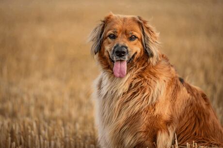 Hovawart: conheça o cachorro alemão que tem forte instinto protetor e apego à família
