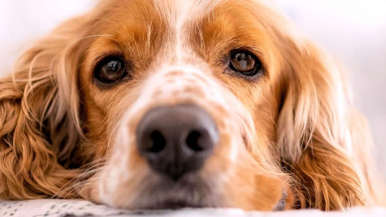O luto após a perda de um pet é devastadora. Conheça a história de Bobbi