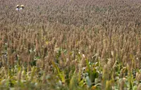 'Está aqui': África do Sul enfrenta um El Niño potencialmente recorde