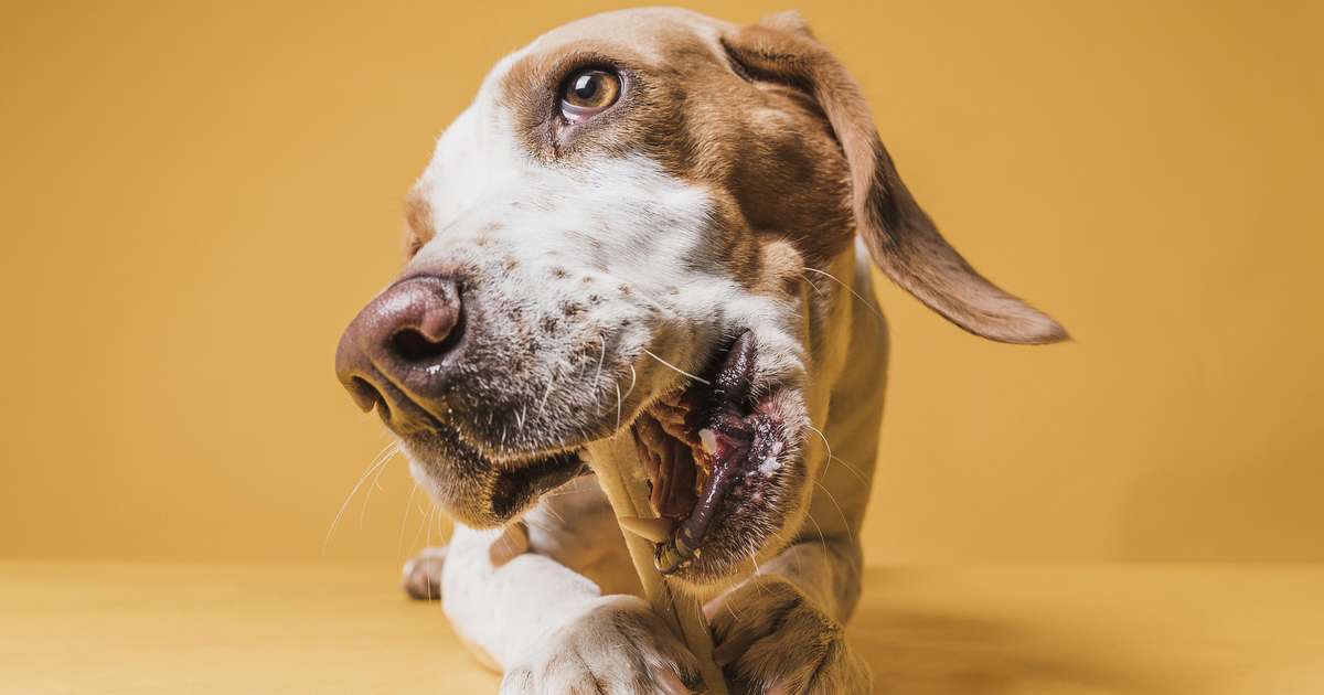 Seu cachorro lambe muito as patas? Comportamento pode indicar problema