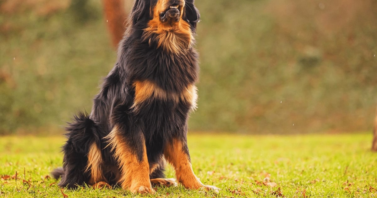 Hovawart: conheça o cachorro alemão que tem forte instinto protetor e apego à família