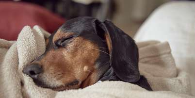 Inverno: veja como proteger seu cachorro das baixas temperaturas Foto: Freepik