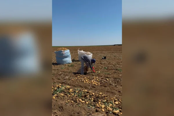 Mais de 200 trabalhadores são resgatados de trabalho escravo em MG